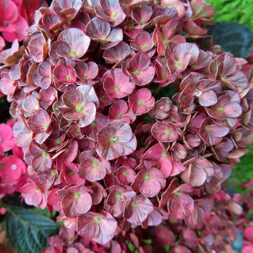 Hydrangea macrophylla Rebellion Pistachio Love - Hortensia (Floración)