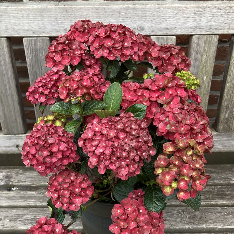 Hydrangea macrophylla Rebellion Pistachio Love - Hortensia (Porte)
