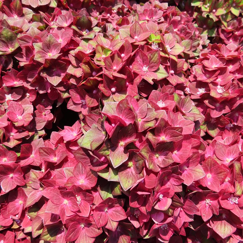 Hydrangea macrophylla Rebellion Red Love - Hortensia (Floración)