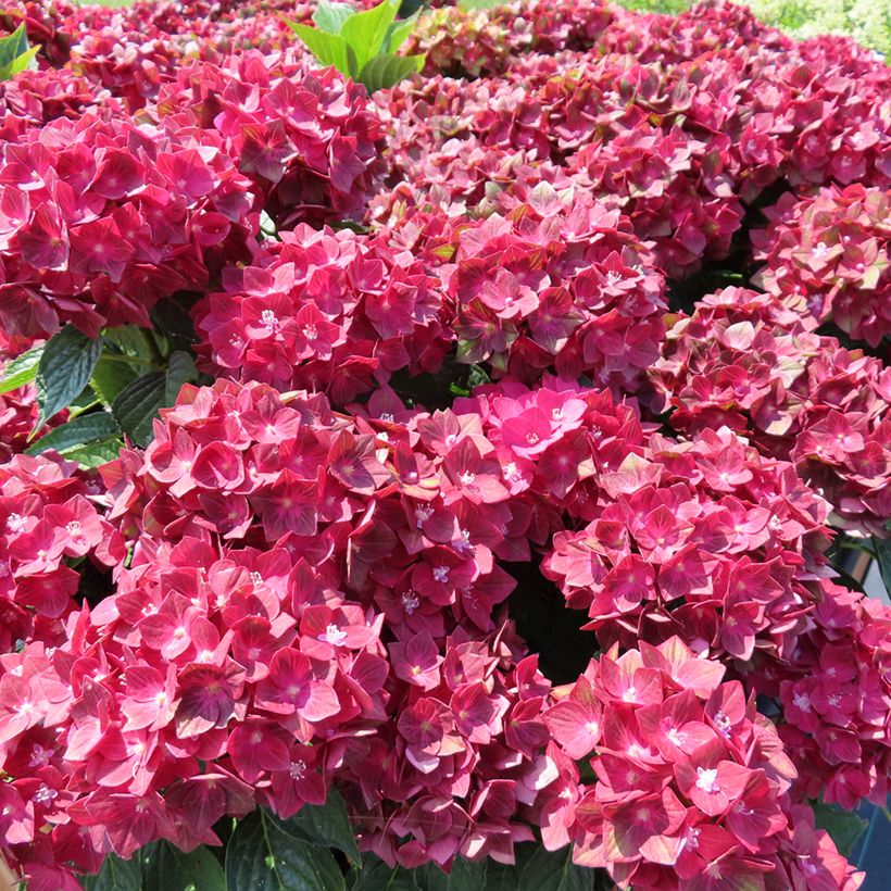 Hydrangea macrophylla Rebellion Red Love - Hortensia (Porte)