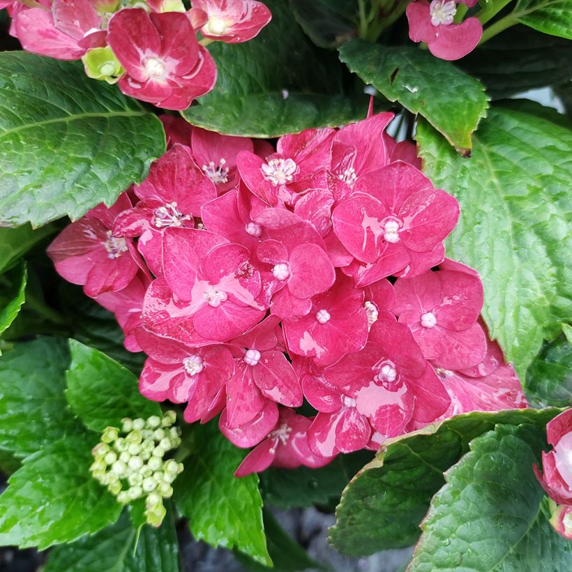 Hortensia macrophylla Music Collection Red Reggae - Hydrangea (Floración)