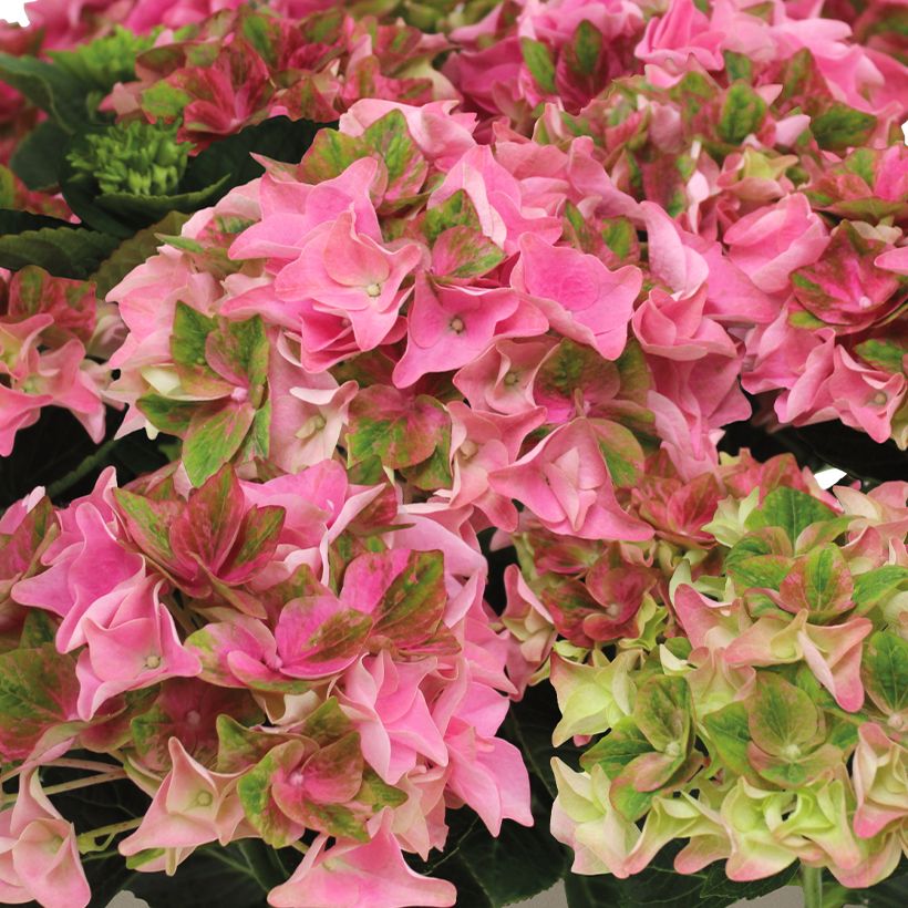 Hydrangea macrophylla Rembrandt Antico Fresco - Hortensia (Floración)