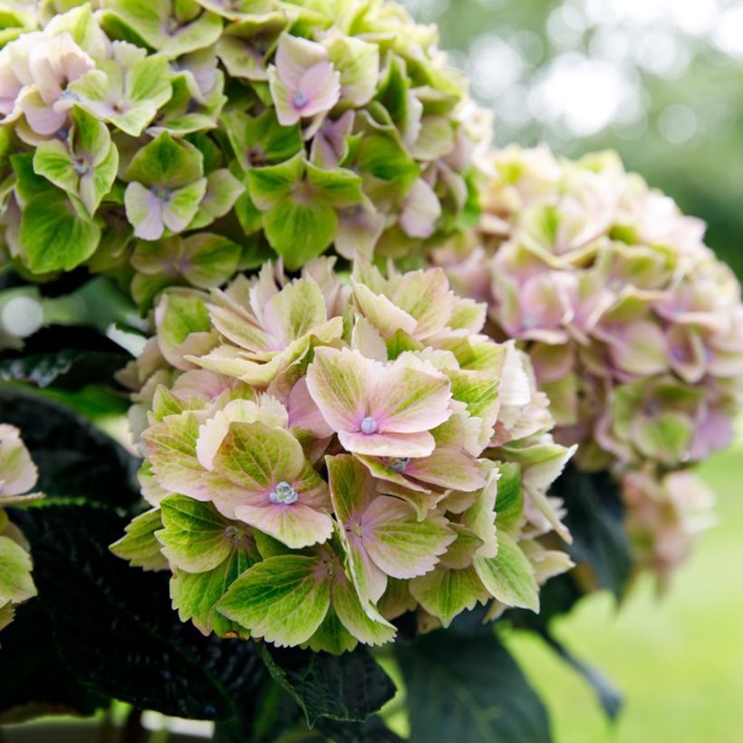 Hydrangea macrophylla Rembrandt Bella Pesche - Hortensia (Floración)