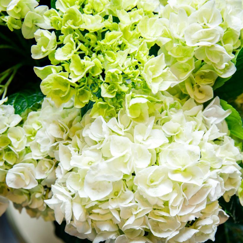 Hydrangea macrophylla Rembrandt Elegant Rosa - Hortensia (Floración)