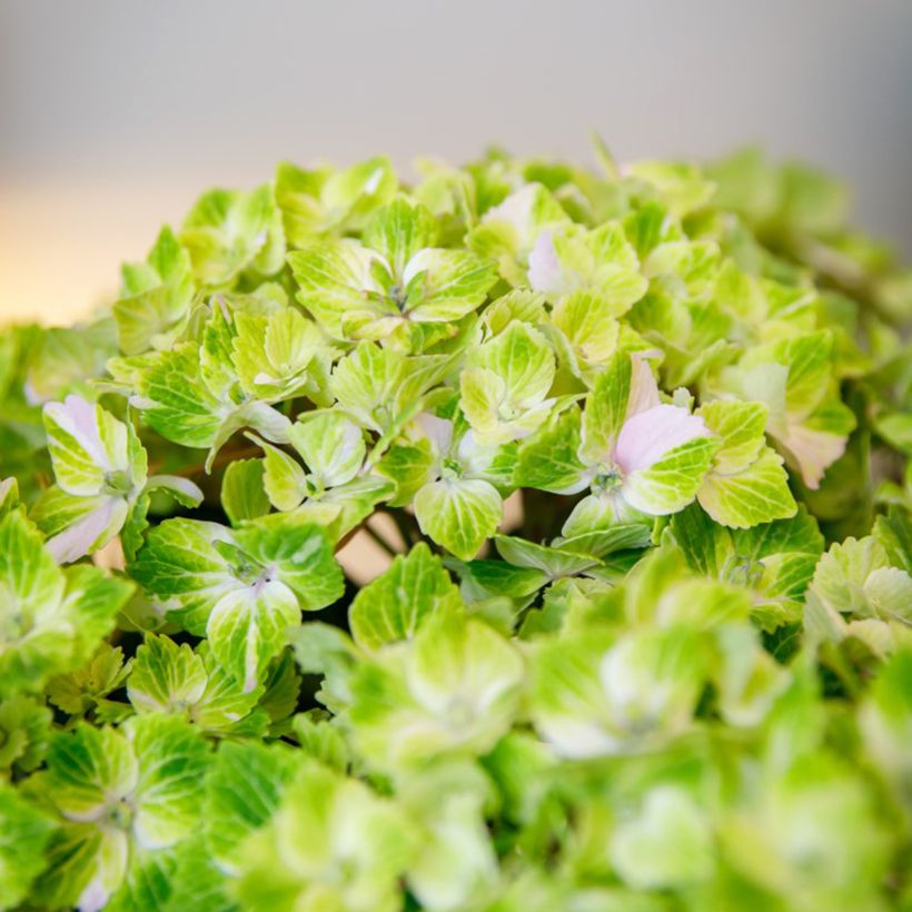 Hydrangea macrophylla Rembrandt Vibrant Verde - Hortensia (Floración)