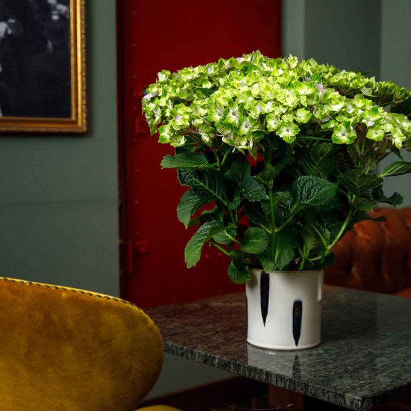 Hydrangea macrophylla Rembrandt Vibrant Verde - Hortensia (Porte)