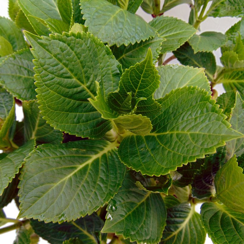 Hortensia macrophylla Renate Steiniger - Hydrangea (Follaje)