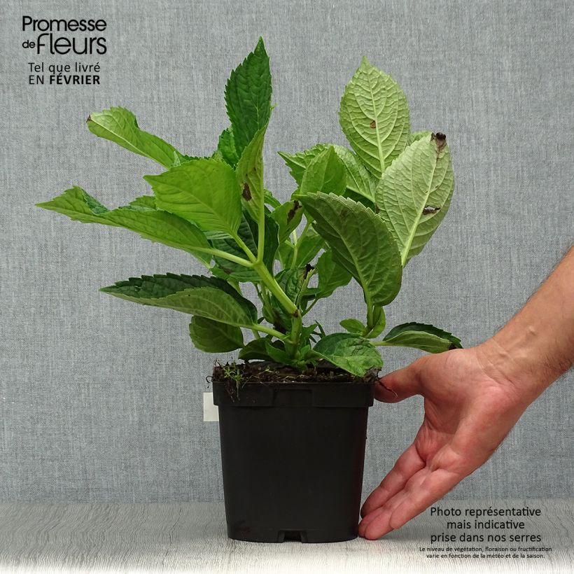 Ejemplar de Hortensia macrophylla Renate Steiniger - Hydrangea Maceta 2L/3L entregado en otoño