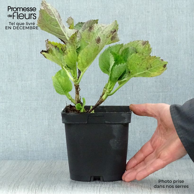 Hortensia macrophylla Renate Steiniger - Hydrangea Maceta 2L/3L Ejemplar entregado en invierno