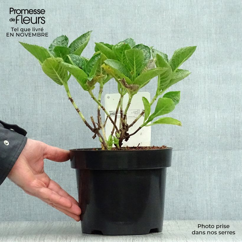 Ejemplar de Hortensia macrophylla Rosita - Hydrangea Maceta 2L/3L entregado en otoño