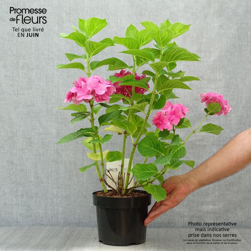 Ejemplar de Hortensia macrophylla Rosita - Hydrangea Maceta 2L/3L entregado en verano
