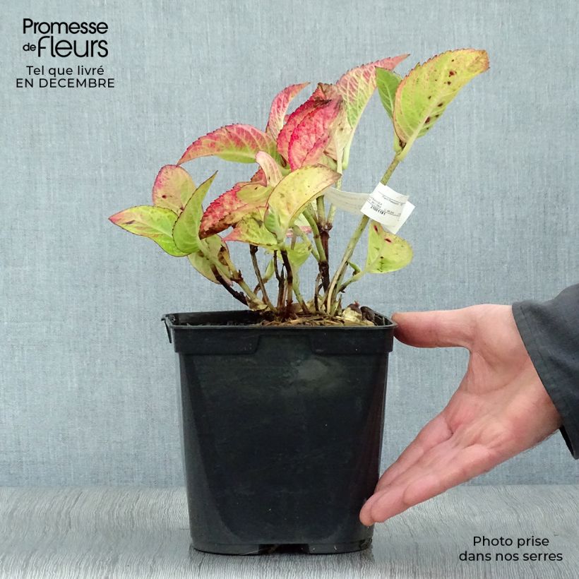 Hortensia macrophylla Rotschwanz - Hydrangea Maceta 2L/3L Ejemplar entregado en invierno