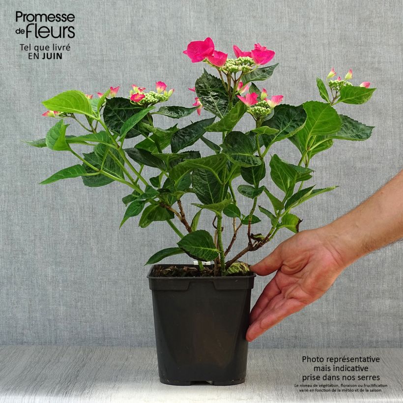 Ejemplar de Hortensia macrophylla Rotschwanz - Hydrangea Maceta 2L/3L entregado en verano