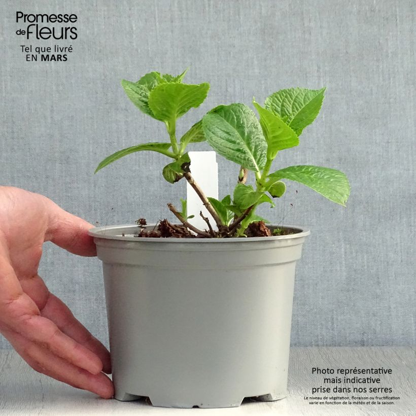 Hortensia macrophylla Rotschwanz - Hydrangea Maceta 2L/3L Ejemplar entregado en la primavera