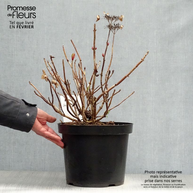 Hortensia macrophylla Rotschwanz - Hydrangea Maceta 7,5L/10L Ejemplar entregado en invierno