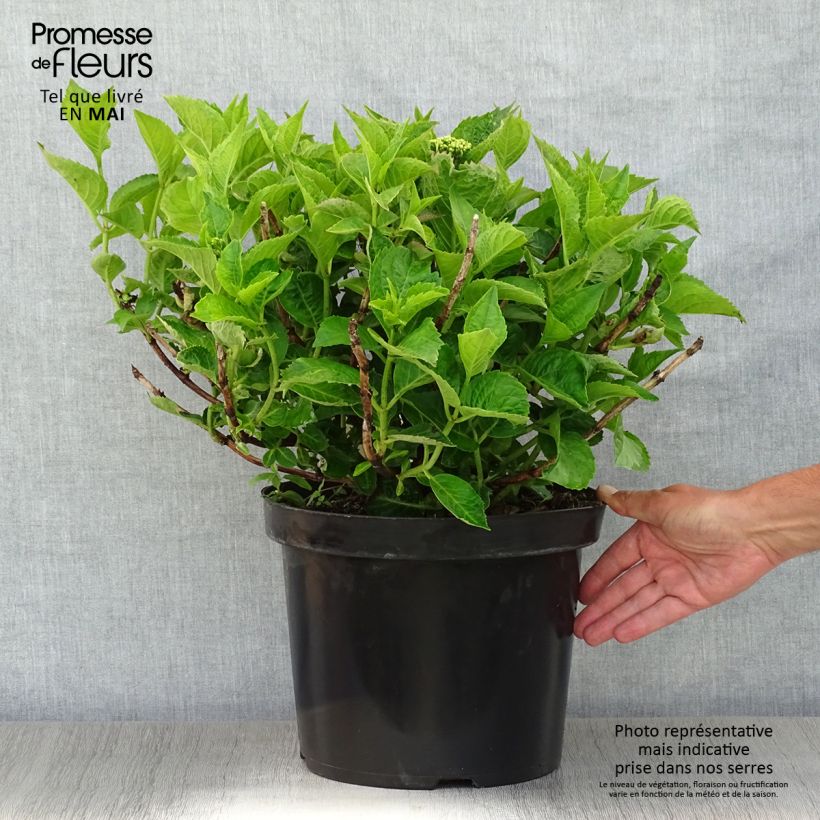 Hortensia macrophylla Rotschwanz - Hydrangea Maceta 7,5L/10L Ejemplar entregado en la primavera