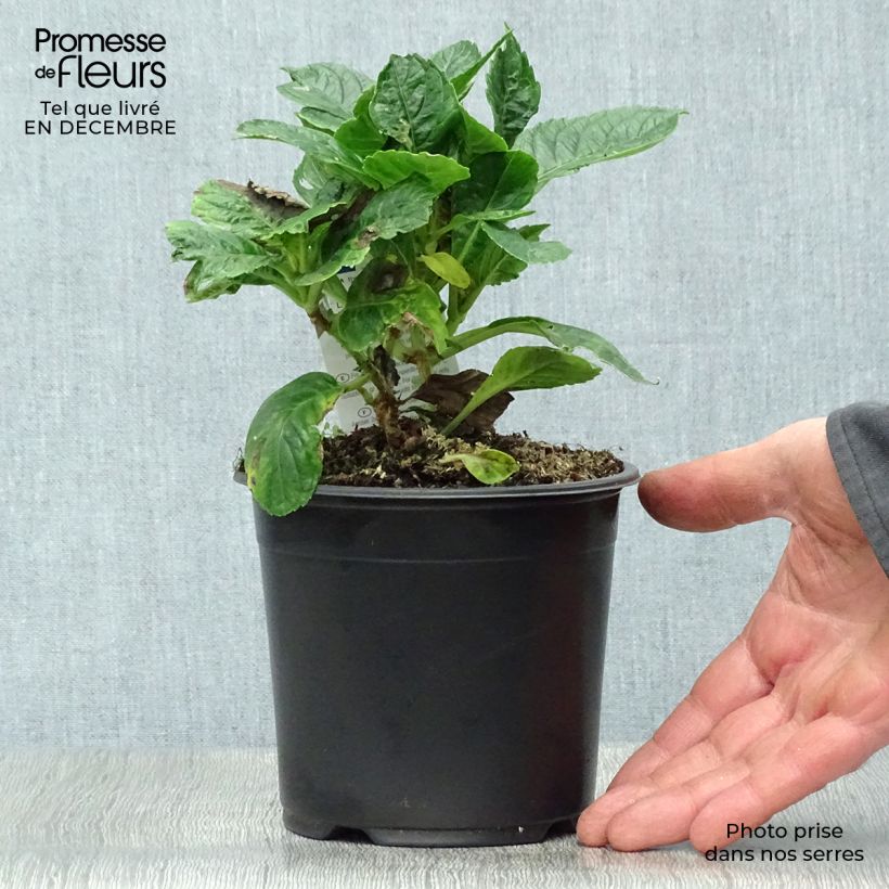 Hortensia macrophylla Schloss Wackerbarth - Hydrangea Maceta 3L/4L Ejemplar entregado en invierno