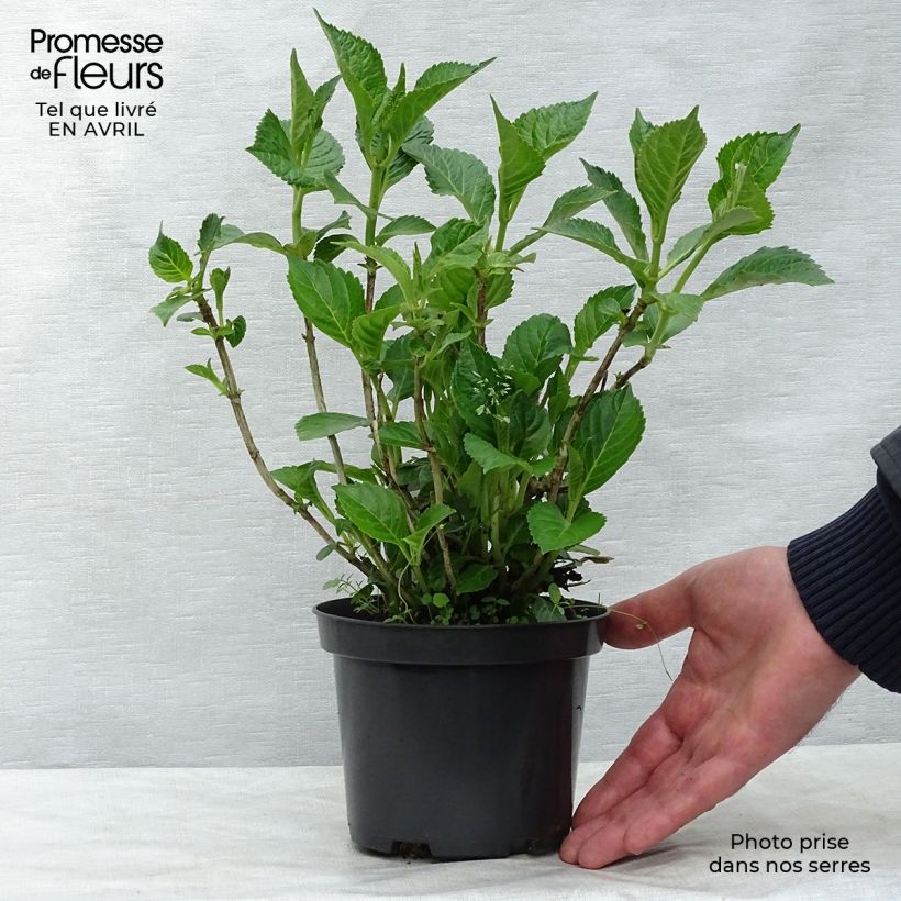 Hortensia macrophylla Schloss Wackerbarth - Hydrangea Maceta 3L/4L Ejemplar entregado en la primavera