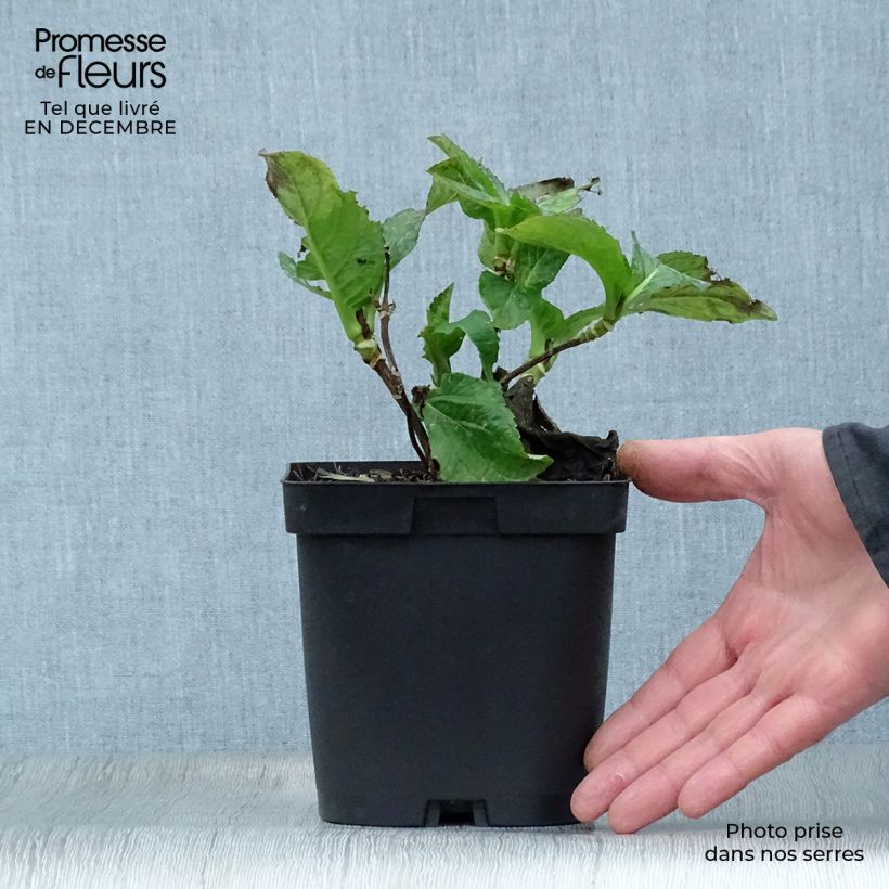 Hortensia macrophylla So Long Sunny - Hydrangea Maceta 2L/3L Ejemplar entregado en invierno