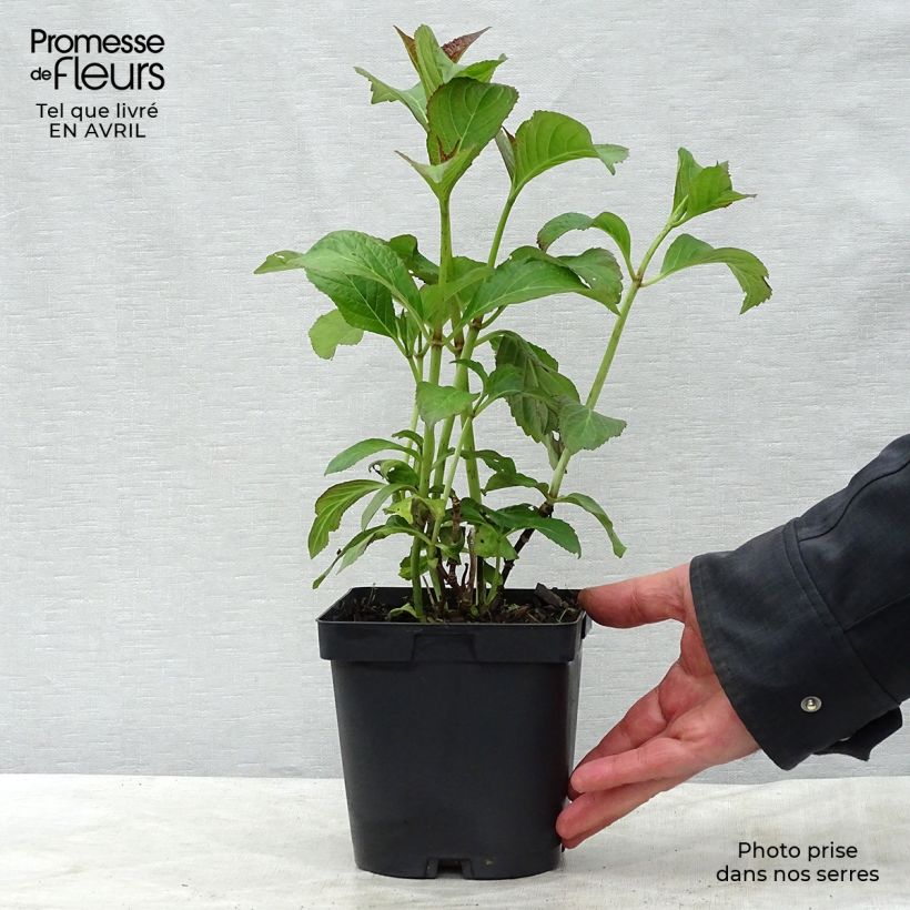 Hortensia macrophylla So Long Sunny - Hydrangea Maceta 2L/3L Ejemplar entregado en la primavera