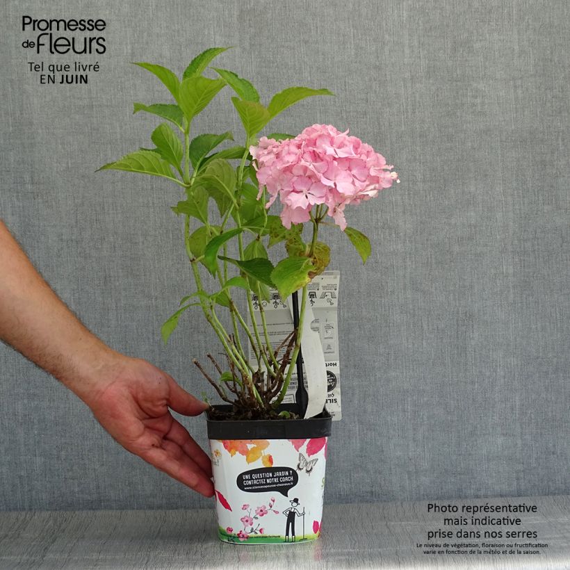Ejemplar de Hortensia macrophylla So Long Sunny - Hydrangea Maceta 2L/3L entregado en verano