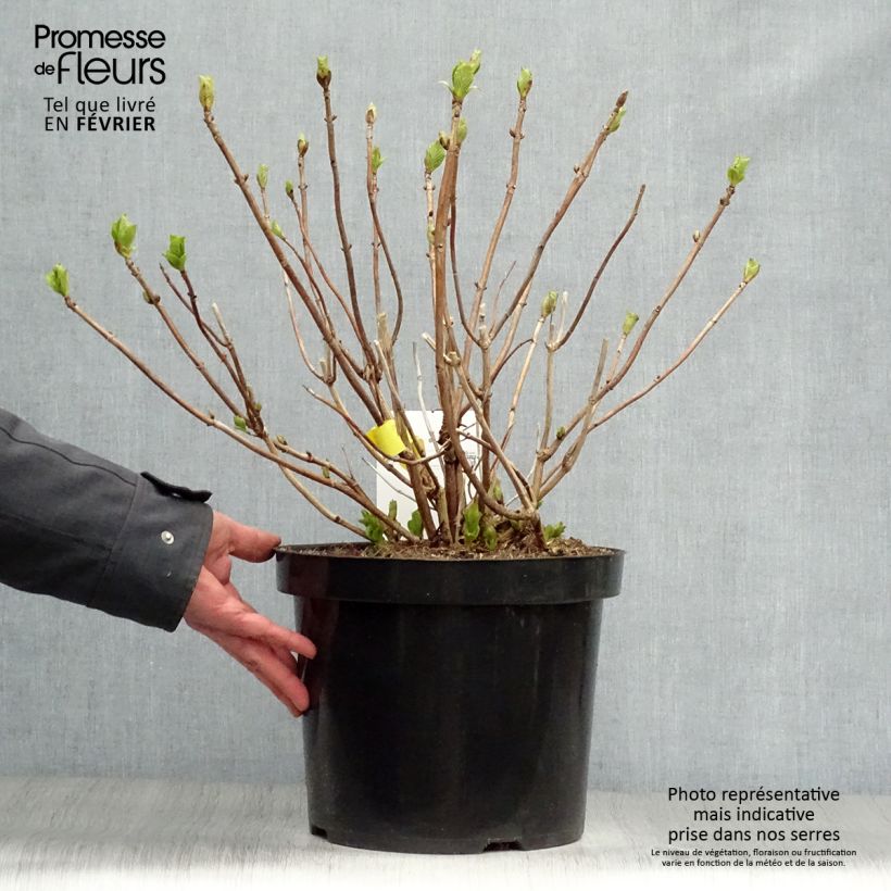 Hortensia macrophylla Soeur Thérèse - Hydrangea Maceta 7,5L/10L Ejemplar entregado en invierno