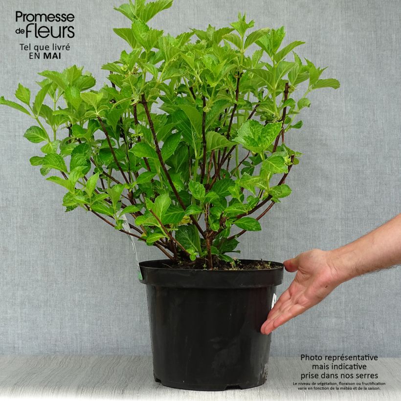 Hortensia macrophylla Soeur Thérèse - Hydrangea Maceta 7,5L/10L Ejemplar entregado en la primavera