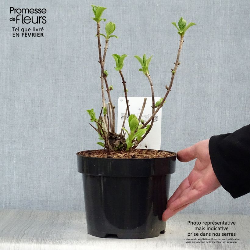 Hortensia macrophylla Soeur Thérèse - Hydrangea Maceta 2L/3L Ejemplar entregado en invierno