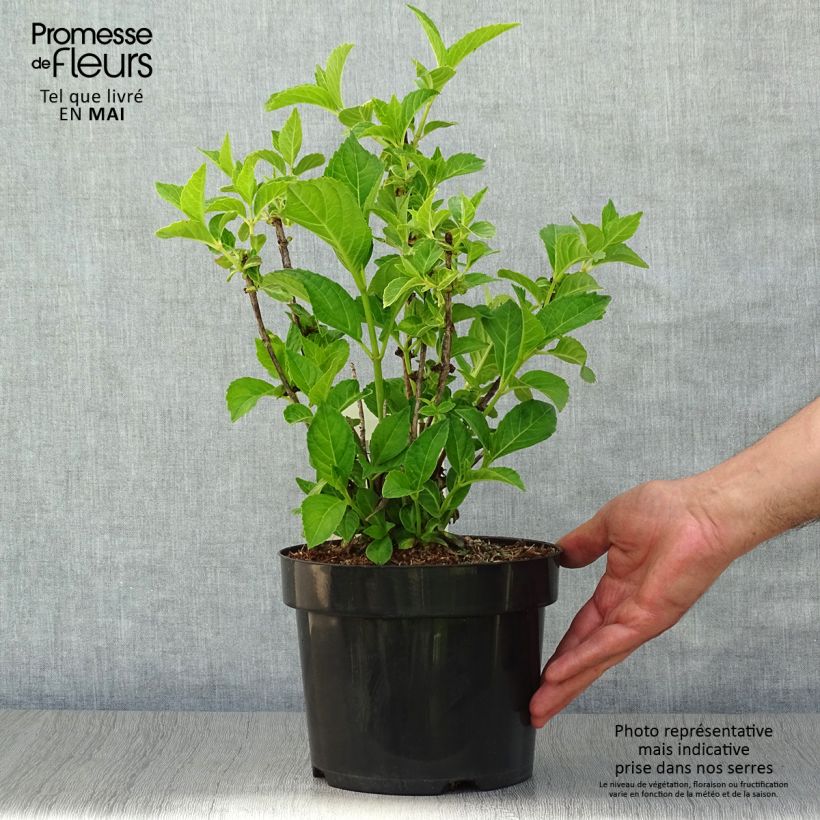 Hortensia macrophylla Soeur Thérèse - Hydrangea Maceta 2L/3L Ejemplar entregado en la primavera