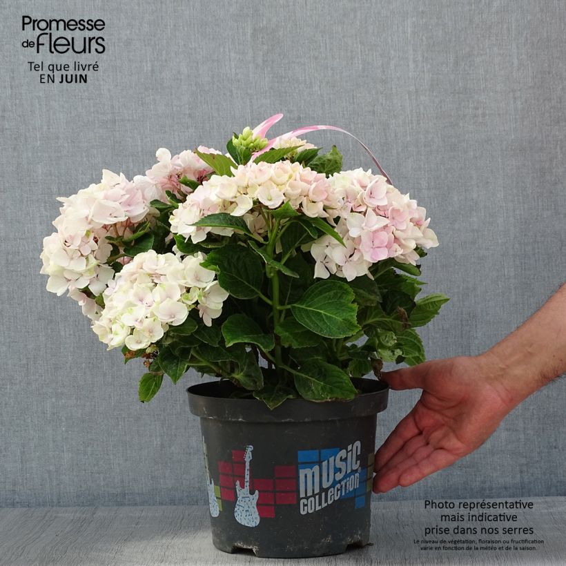 Hortensia macrophylla Soft Pink Salsa - Hydrangea Maceta 4L/5L Ejemplar entregado en la primavera