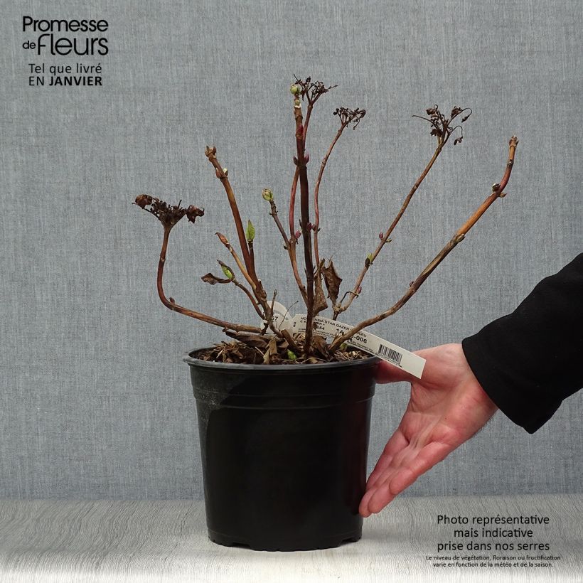 Hortensia macrophylla Star Gazer Blue - Hydrangea Maceta 4L/5L Ejemplar entregado en invierno