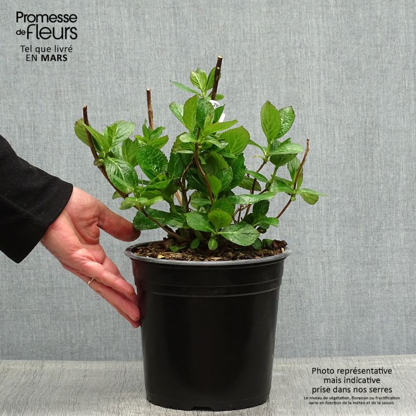 Hortensia macrophylla Star Gazer Blue - Hydrangea Maceta 4L/5L Ejemplar entregado en la primavera