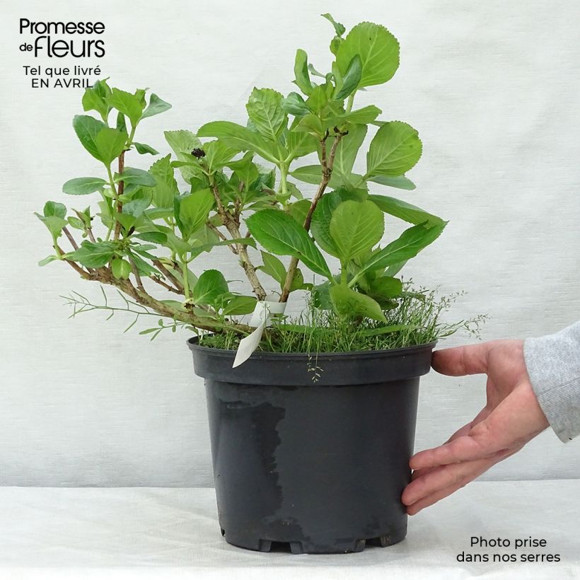 Hortensia macrophylla Stargazer - Hydrangea Maceta 4L/5L Ejemplar entregado en la primavera