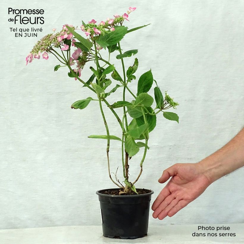 Ejemplar de Hortensia macrophylla Teller Pink - Hydrangea Maceta 2L/3L entregado en verano