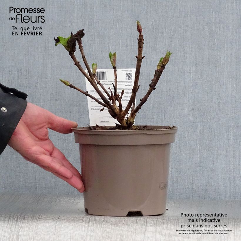 Hortensia macrophylla Teller Pink - Hydrangea Maceta 2L/3L Ejemplar entregado en invierno