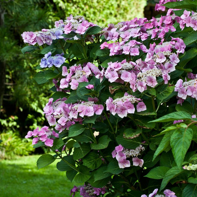 Hortensia macrophylla Teller Pink - Hydrangea (Porte)