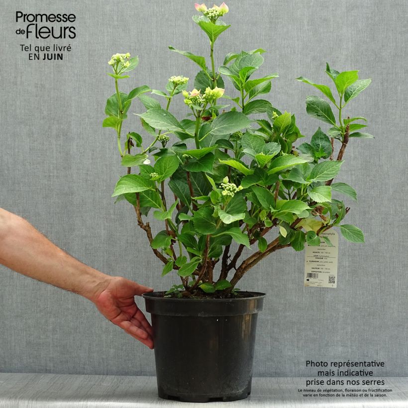 Ejemplar de Hortensia macrophylla Teller Pink - Hydrangea Maceta 7,5L/10L entregado en verano