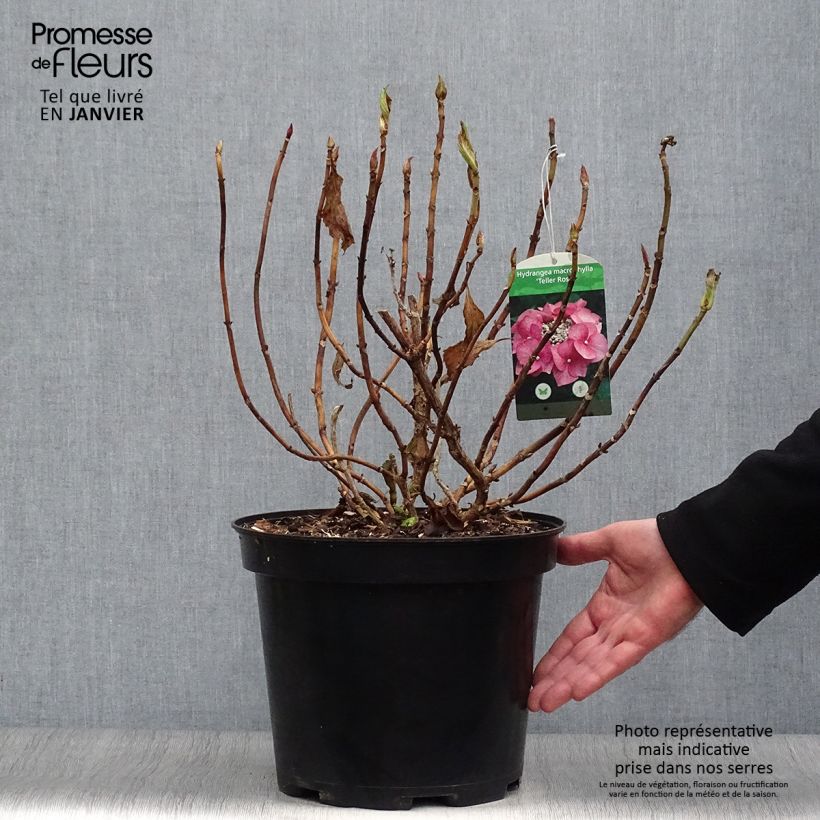 Hortensia macrophylla Teller Pink - Hydrangea Maceta 7,5L/10L Ejemplar entregado en invierno
