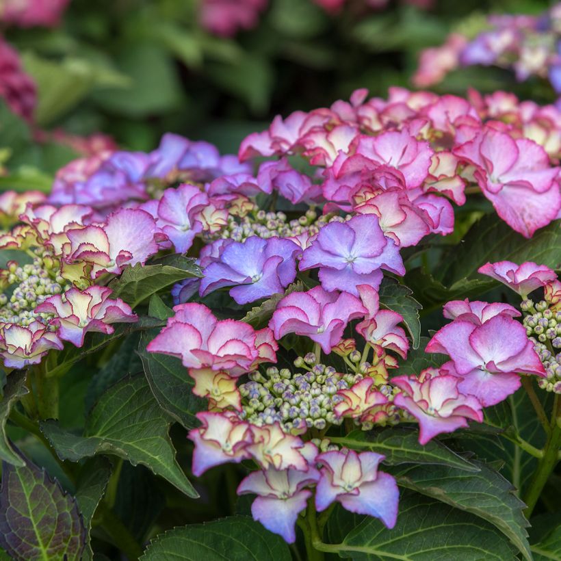 Hortensia macrophylla Tiffany - Hydrangea (Floración)