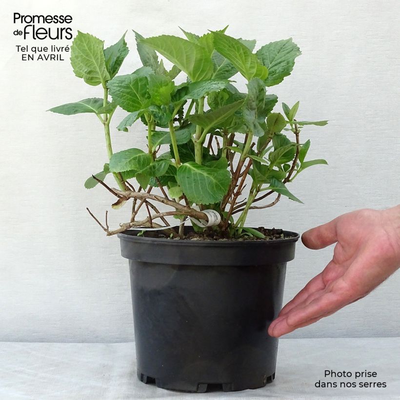 Hortensia macrophylla Tinkerbell - Hydrangea Maceta 1,5L/2L Ejemplar entregado en la primavera
