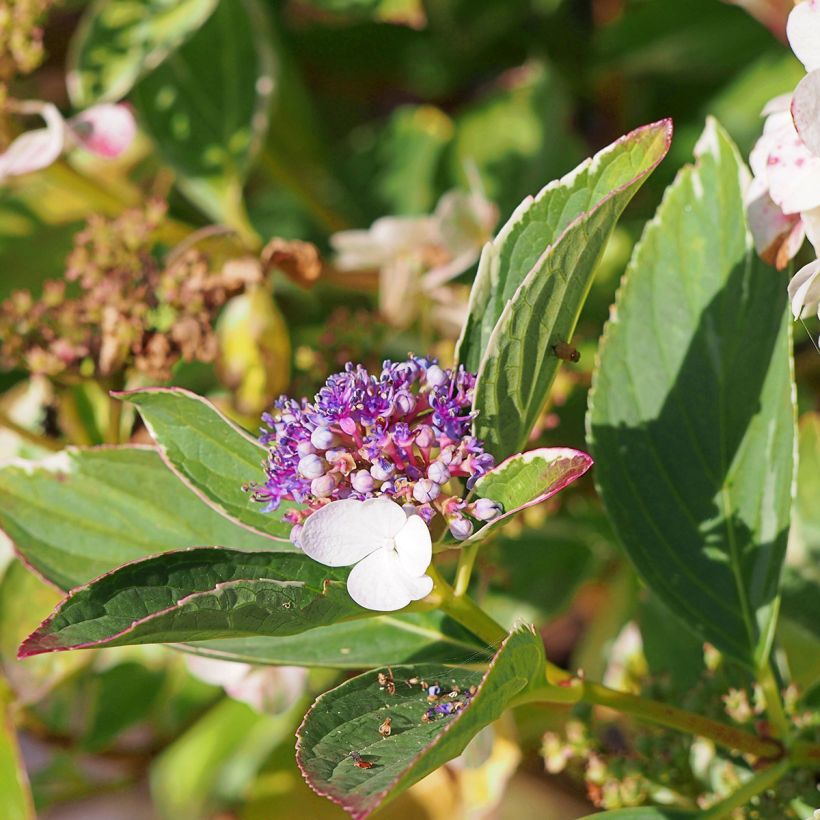 Hortensia macrophylla Tricolor - Hydrangea (Floración)