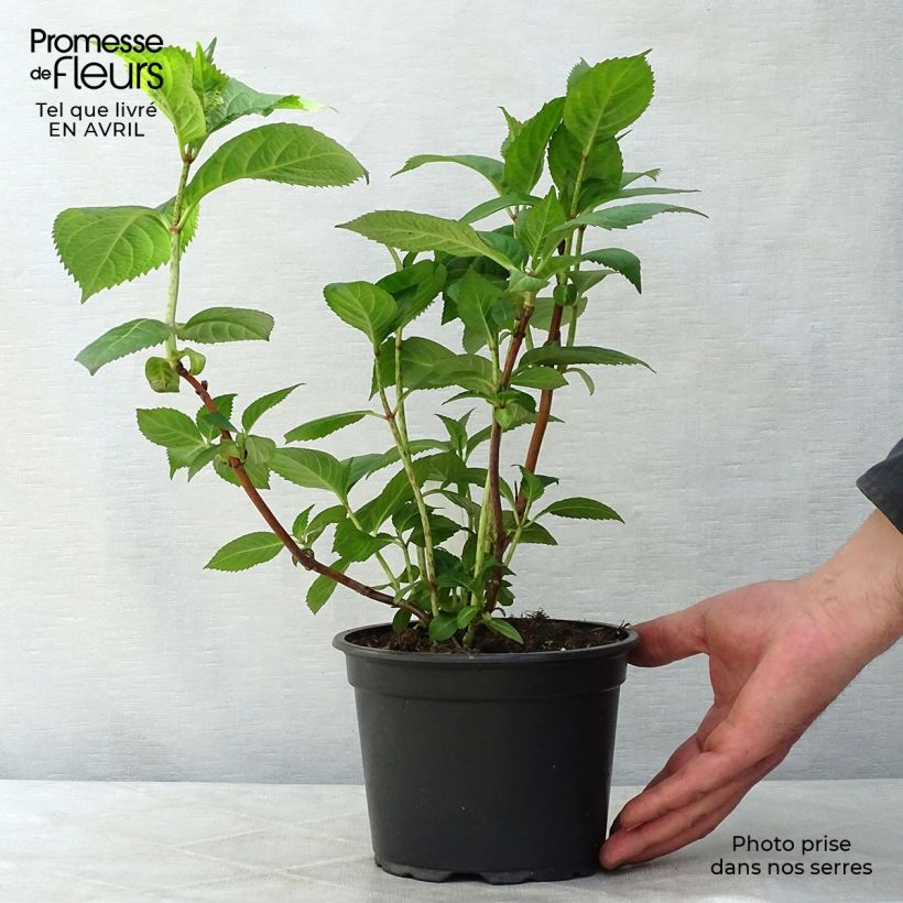 Hortensia macrophylla Veitchii - Hydrangea Maceta 2L/3L Ejemplar entregado en la primavera