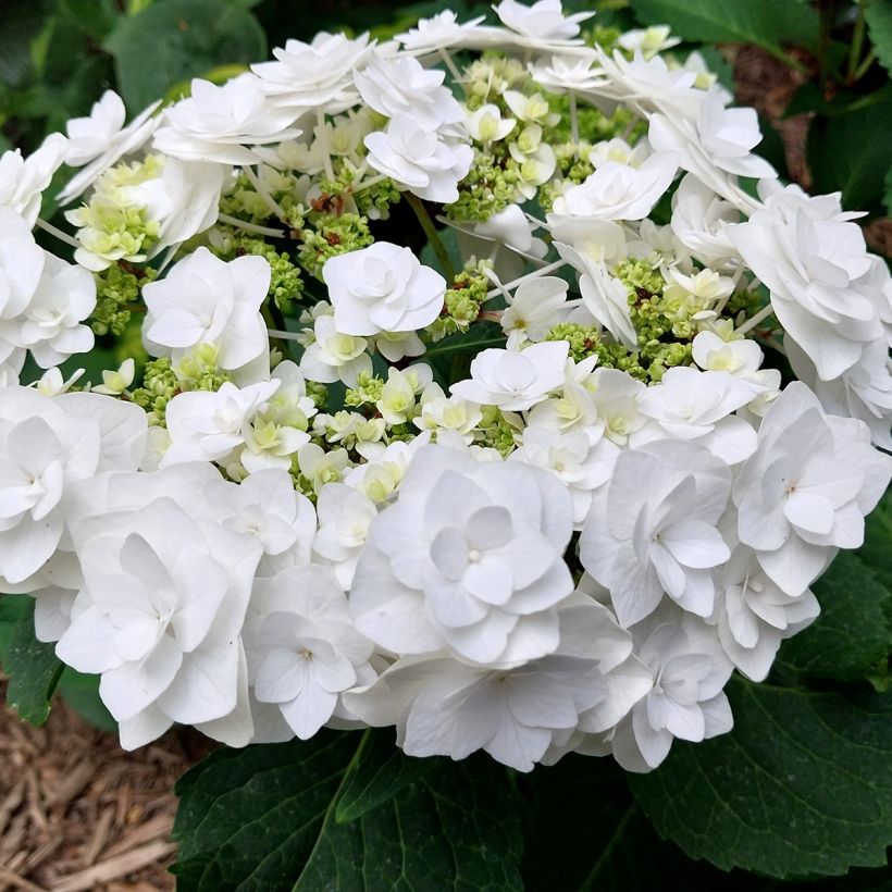Hortensia macrophylla Wedding Gown - Hydrangea (Floración)