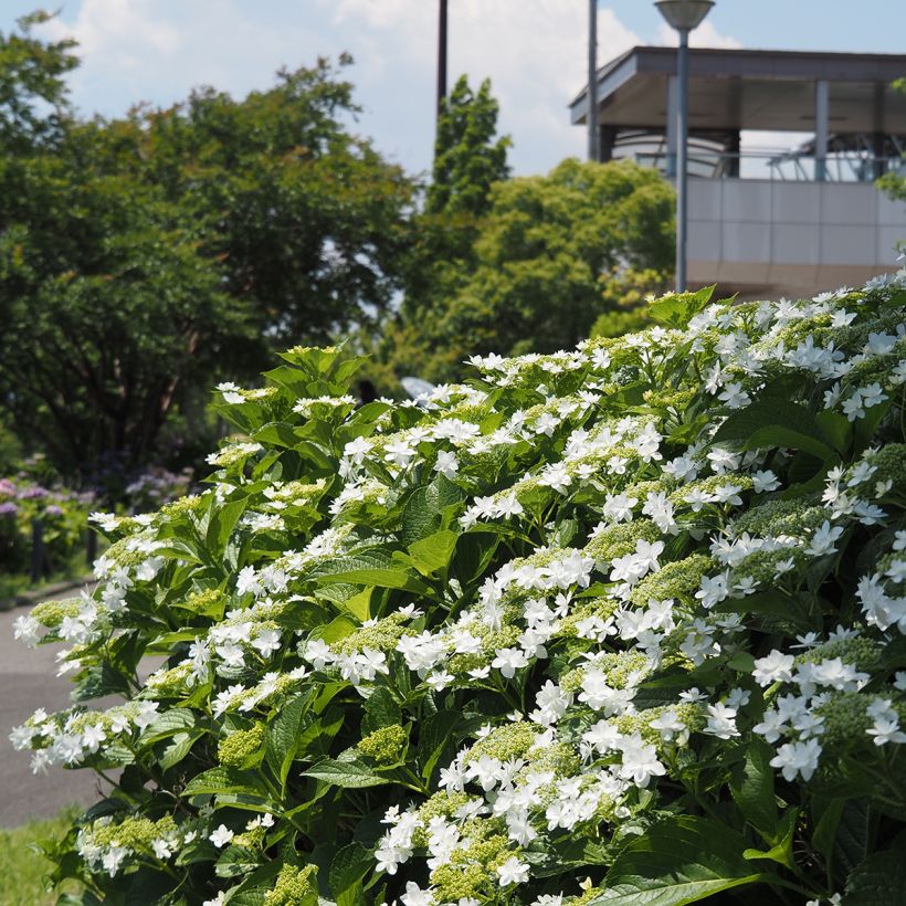 Hortensia macrophylla Wedding Gown - Hydrangea (Porte)