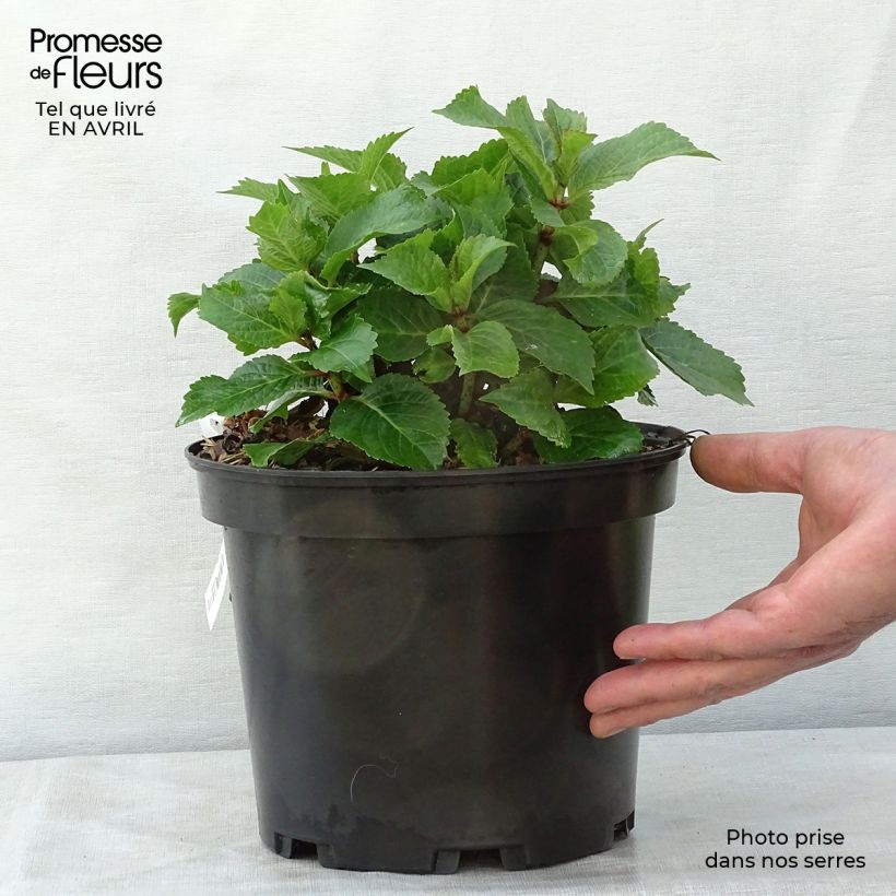 Hortensia macrophylla Wedding Gown - Hydrangea Maceta 4L/5L Ejemplar entregado en la primavera