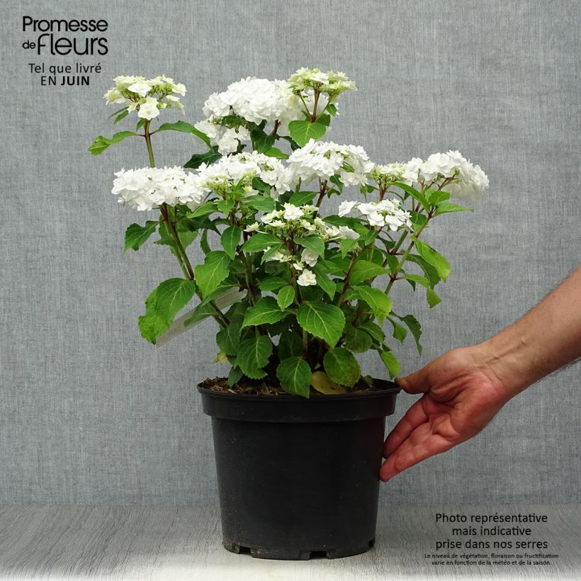 Ejemplar de Hortensia macrophylla Wedding Gown - Hydrangea Maceta 4L/5L entregado en verano