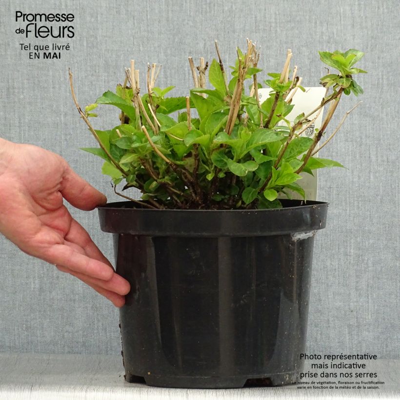 Hortensia - Hydrangea macrophylla Wudu Ejemplar entregado en la primavera