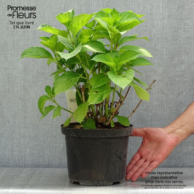 Ejemplar de Hortensia macrophylla Xian - Hydrangea Maceta 4L/5L entregado en verano