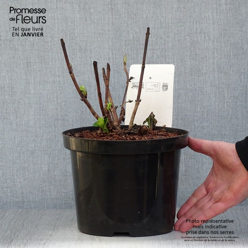 Hortensia macrophylla Xian - Hydrangea Maceta 4L/5L Ejemplar entregado en invierno