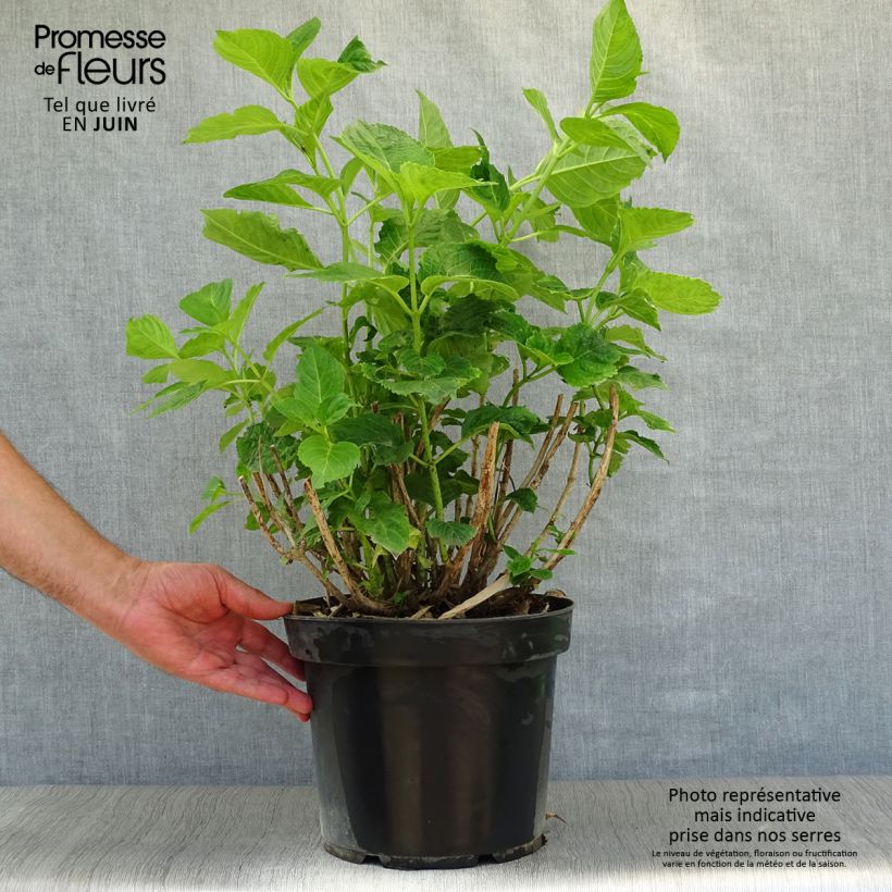 Ejemplar de Hortensia macrophylla Xian - Hydrangea Maceta 7,5L/10L entregado en verano